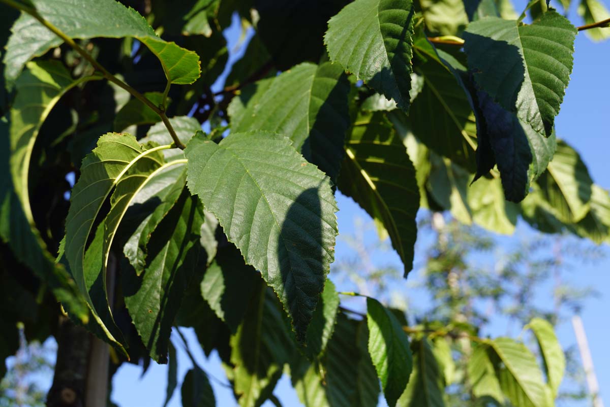 Betula lenta haagplant