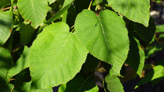 Betula maximowicziana op stam