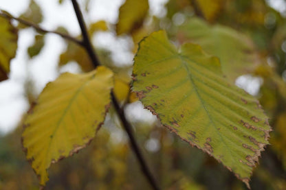 Betula maximowicziana meerstammig / struik