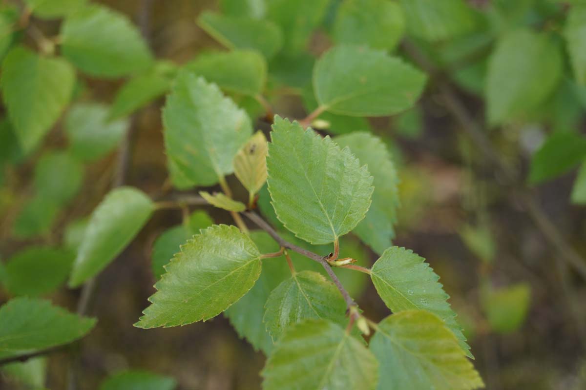 Betula papyrifera haagplant