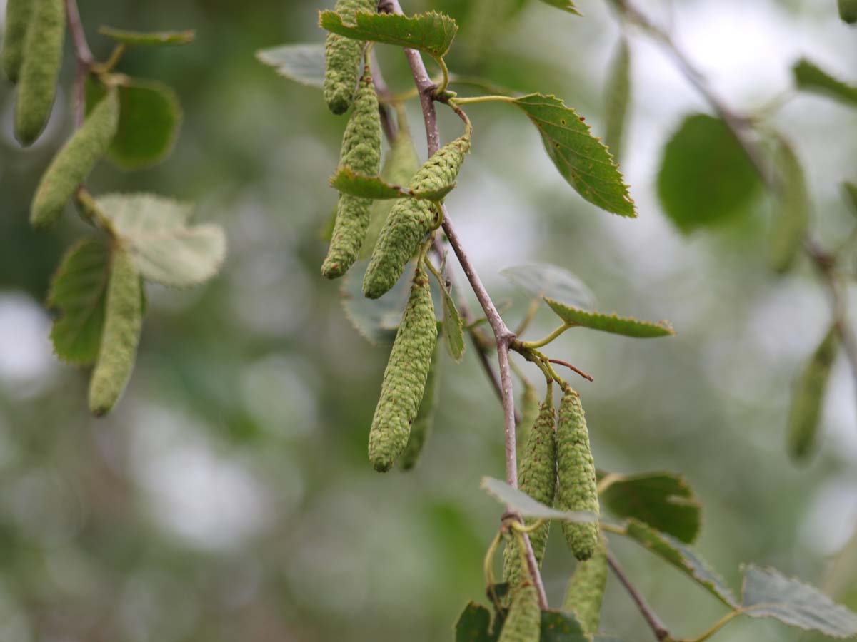 Betula papyrifera meerstammig / struik