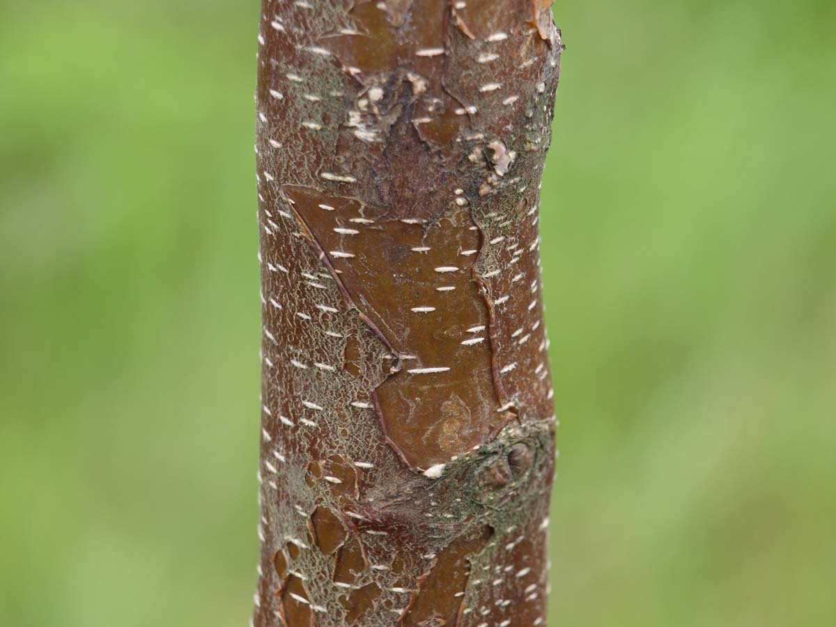 Betula papyrifera haagplant