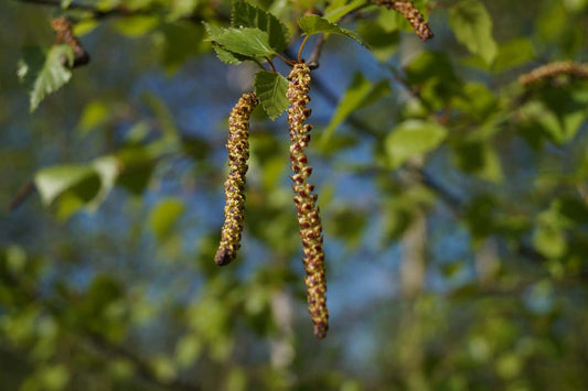 Betula pendula leiboom zaaddoos