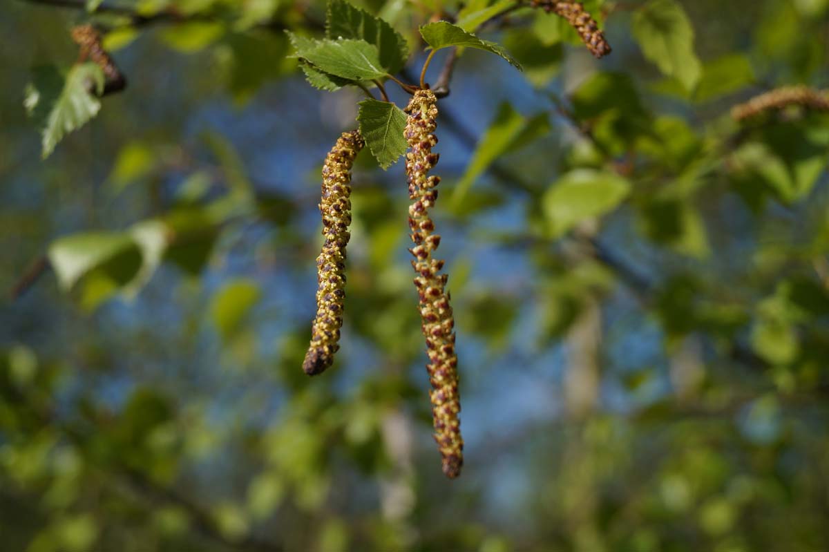 Betula pendula Tuinplanten zaaddoos