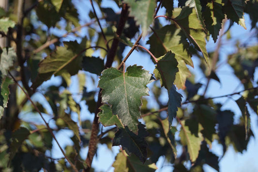 Betula pendula 'Purpurea' meerstammig / struik