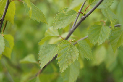 Betula pubescens haagplant blad