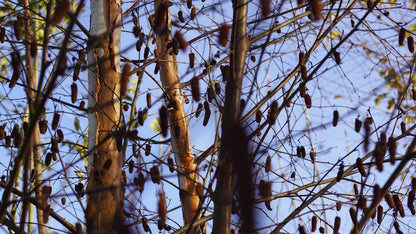 Betula pubescens op stam stam