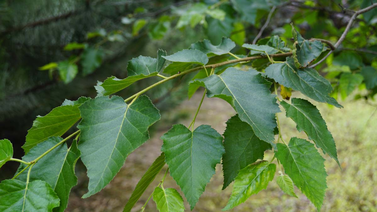 Betula utilis 'Doorenbos' op stam