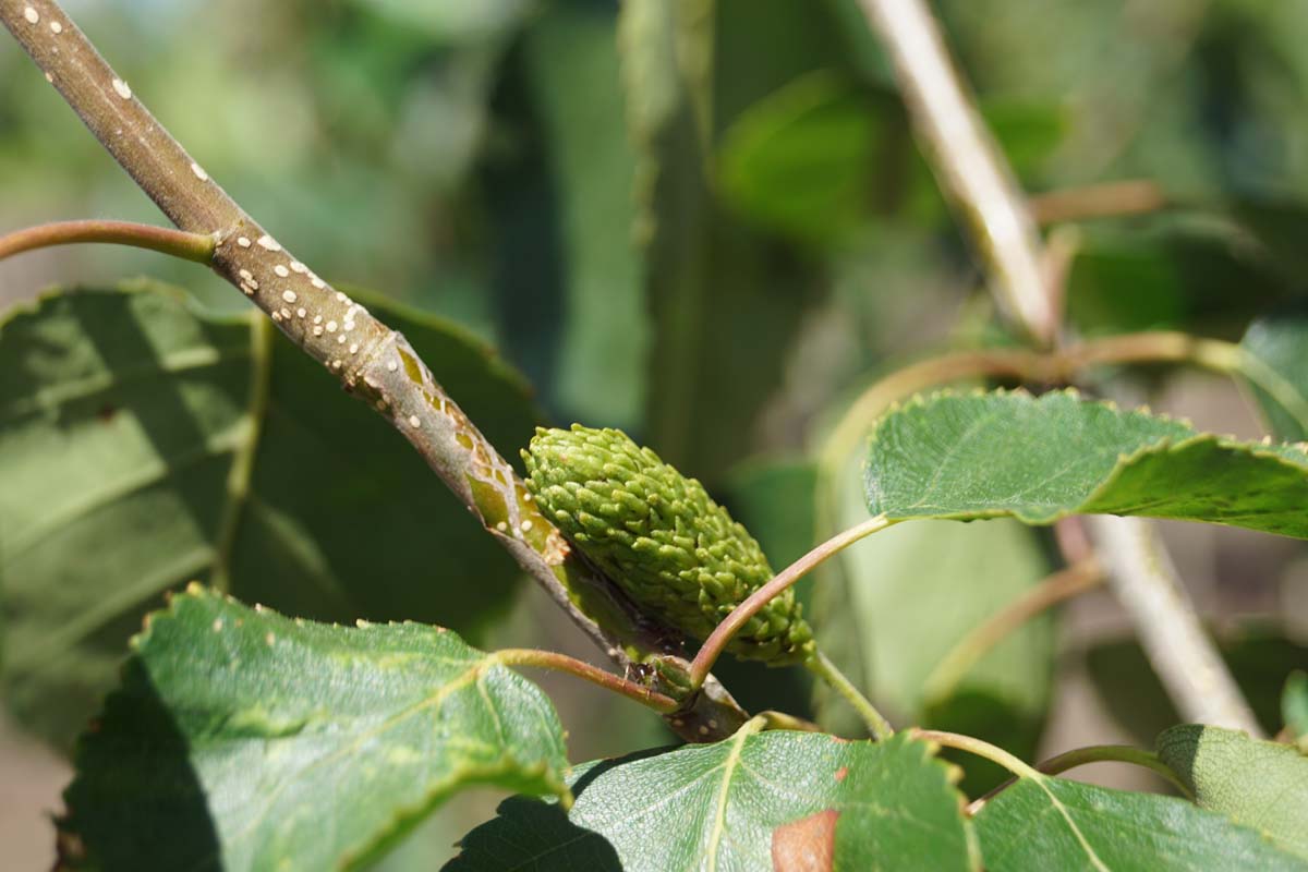 Betula utilis jacquemontii solitair kegel