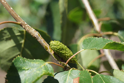 Betula utilis jacquemontii meerstammig / struik kegel