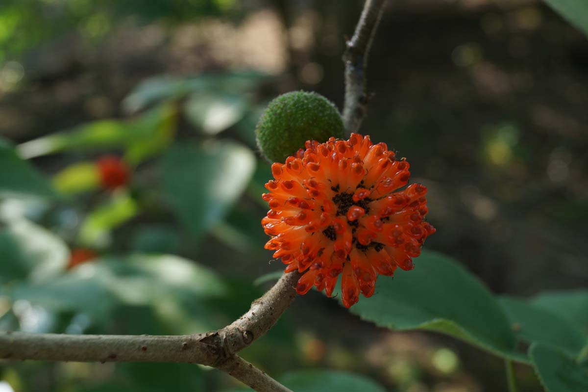 Broussonetia papyrifera op stam