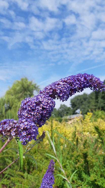 Buddleja alternifolia meerstammig / struik