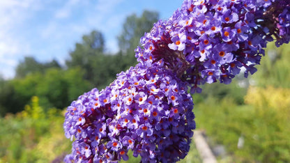 Buddleja alternifolia meerstammig / struik