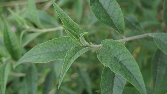 Buddleja davidii meerstammig / struik