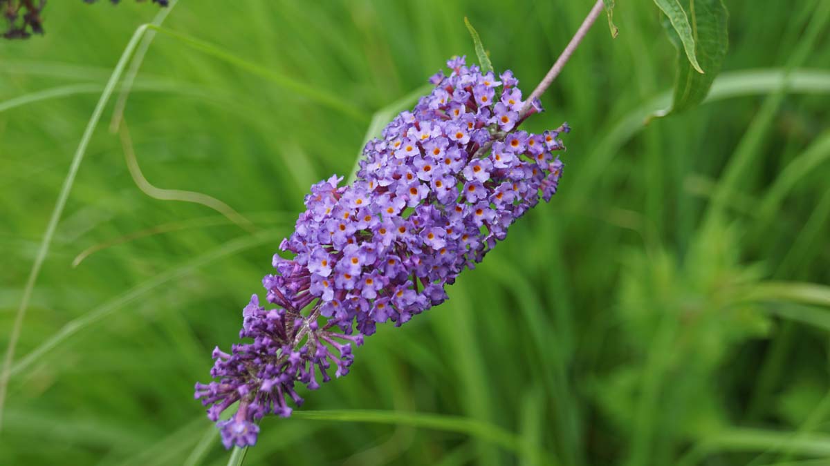 Buddleja davidii 'Empire Blue'