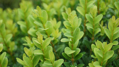 Buxus sempervirens op stam