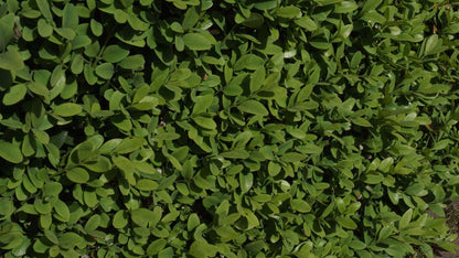 Buxus sempervirens haagplant