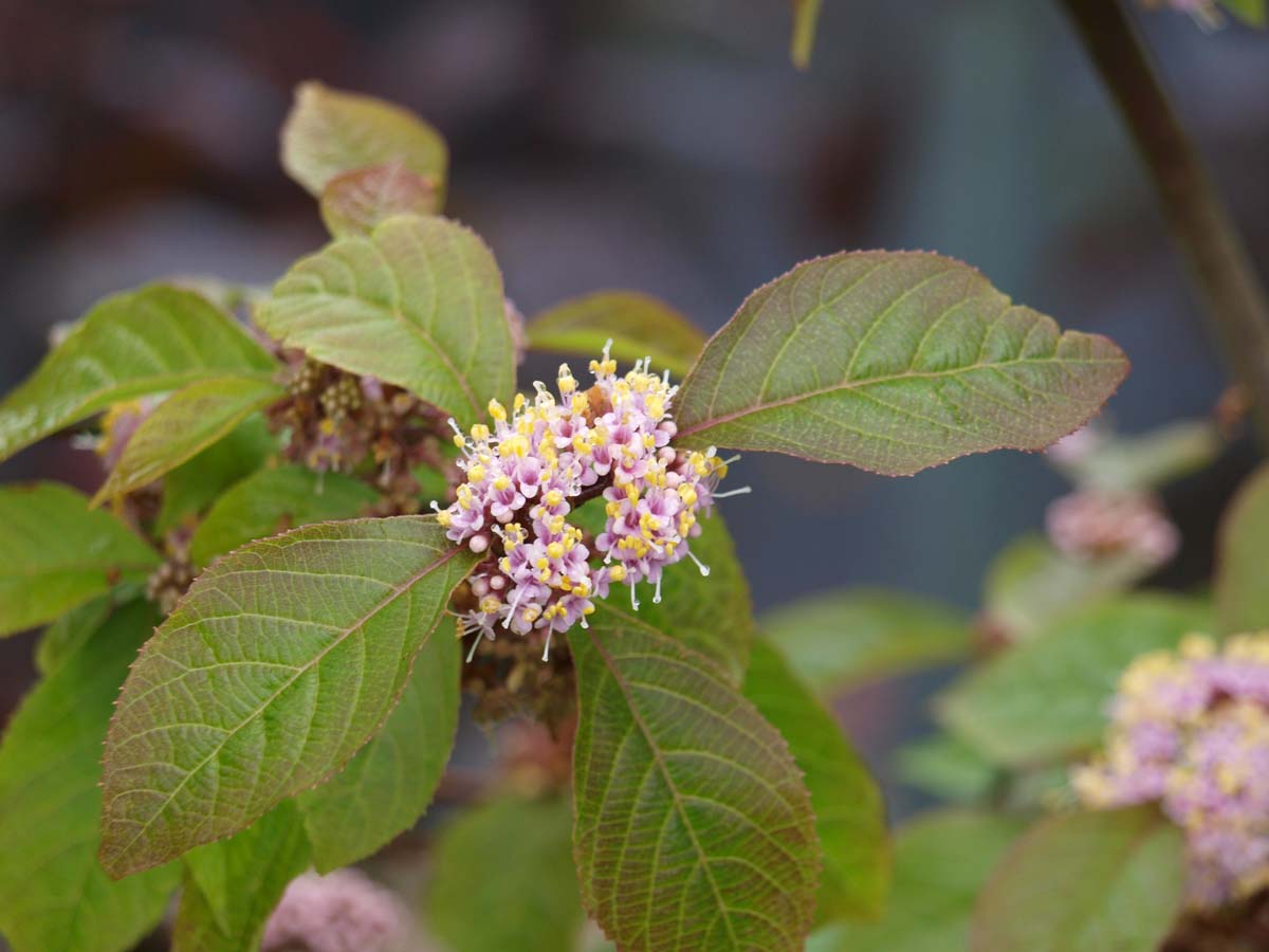 Callicarpa bodinieri giraldii meerstammig / struik