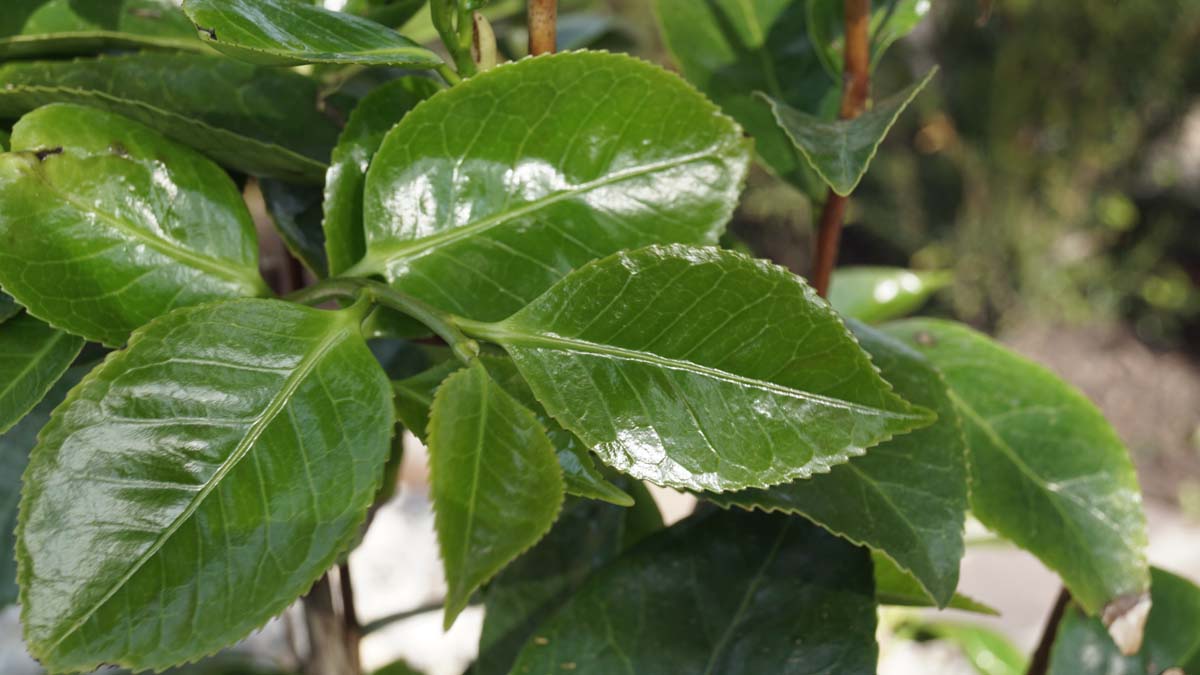 Callicarpa japonica op stam