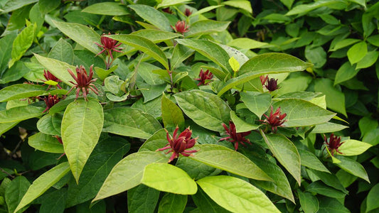 Calycanthus floridus Tuinplanten bloesem