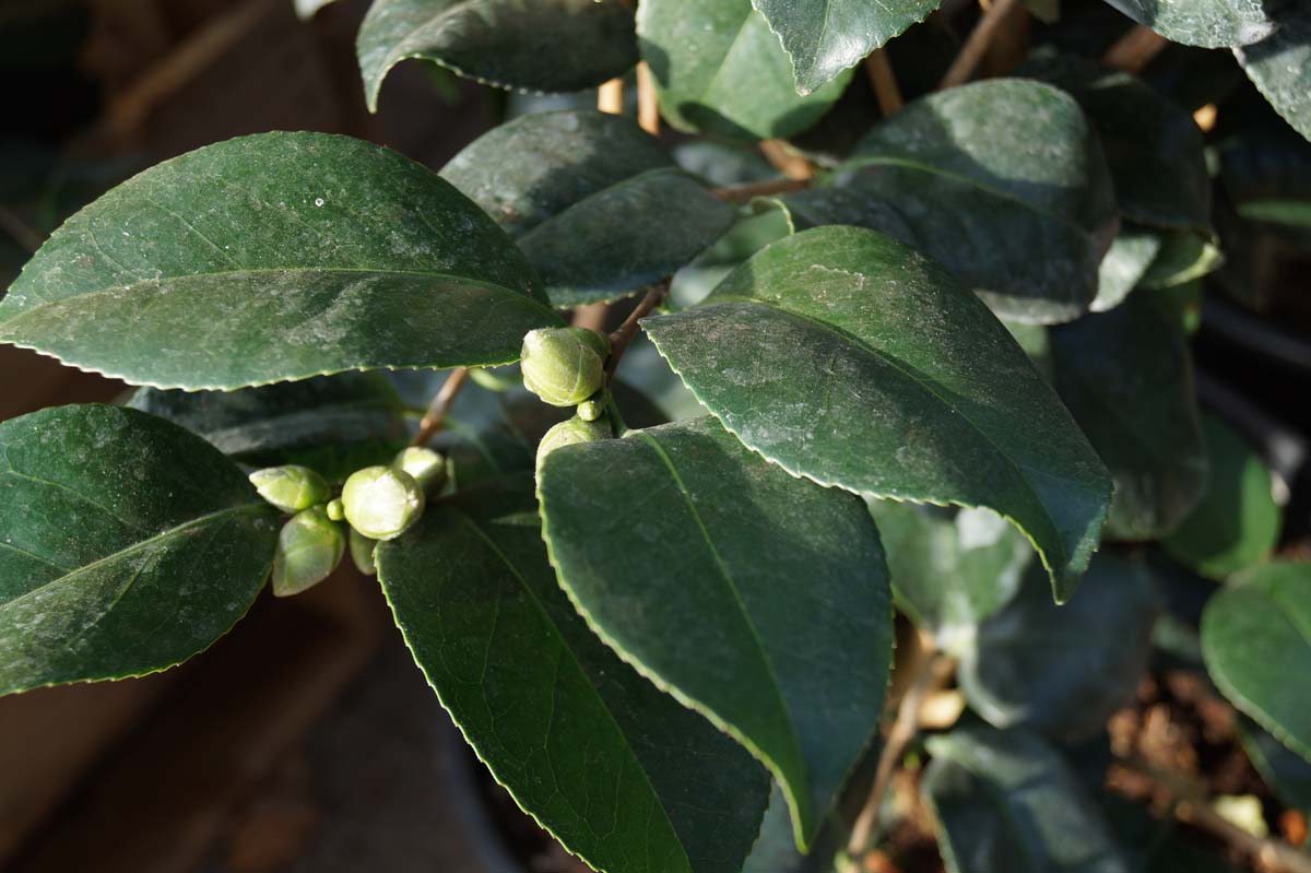 Camellia japonica 'Lady Campbell' Tuinplanten