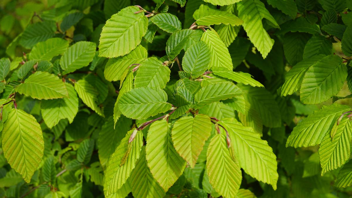 Carpinus betulus op stam blad