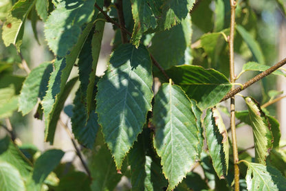 Carpinus caroliniana op stam