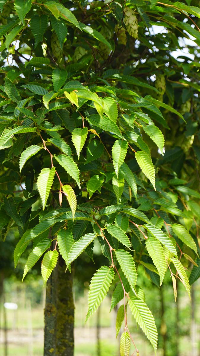 Carpinus japonica Tuinplanten blad