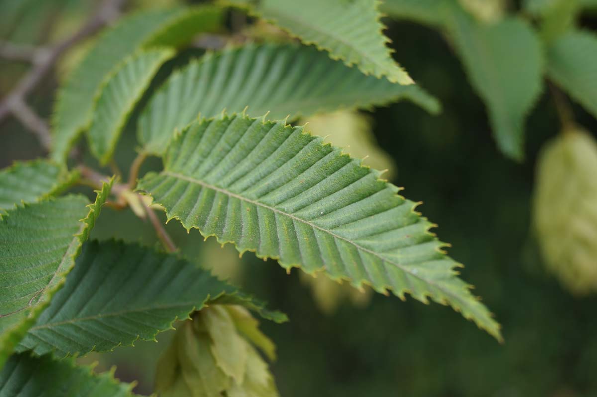 Carpinus japonica solitair