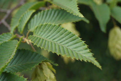 Carpinus japonica meerstammig / struik blad