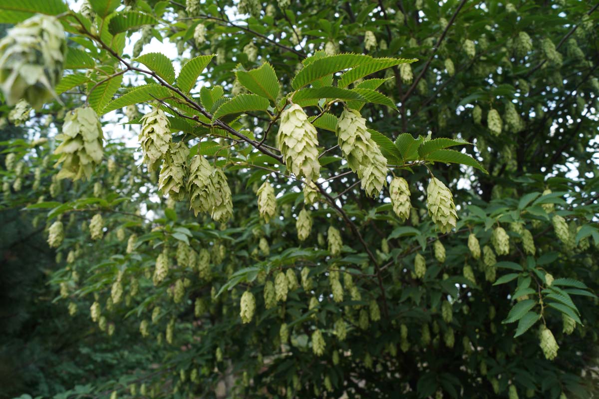 Carpinus japonica Tuinplanten kegel