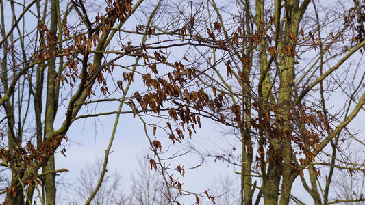 Carpinus turczaninowii solitair