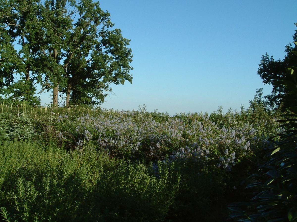 Ceanothus delilianus 'Gloire de Versailles' meerstammig / struik