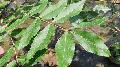 Carya illinoinensis op stam