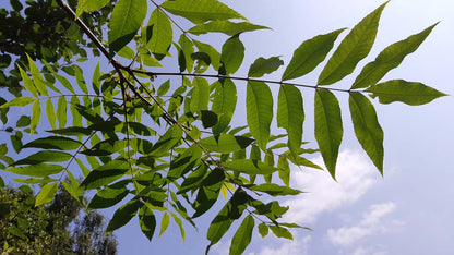 Carya illinoinensis solitair