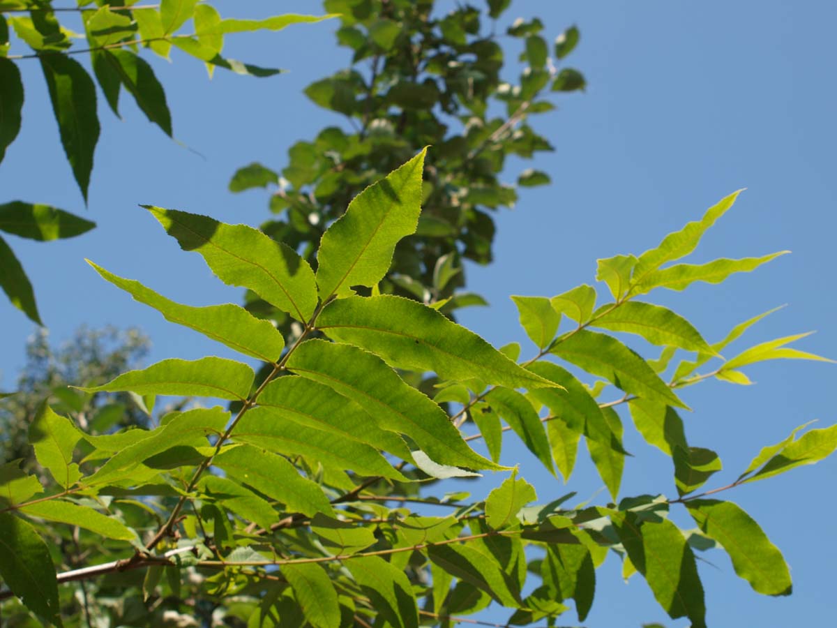 Carya illinoinensis op stam