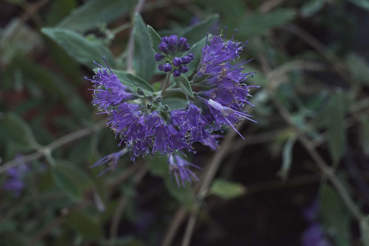 Caryopteris clandonensis 'Heavenly Blue' Tuinplanten