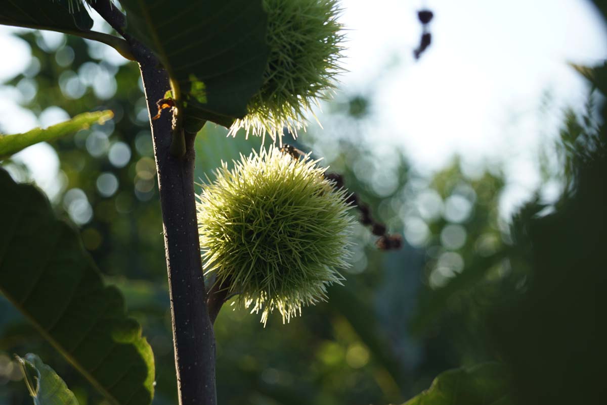 Castanea sativa op stam vrucht