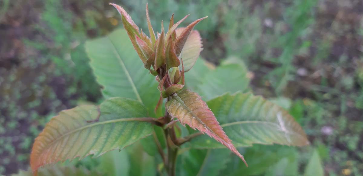 Castanea sativa op stam blad