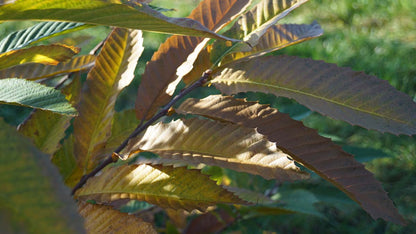 Castanea sativa op stam herfstkleur