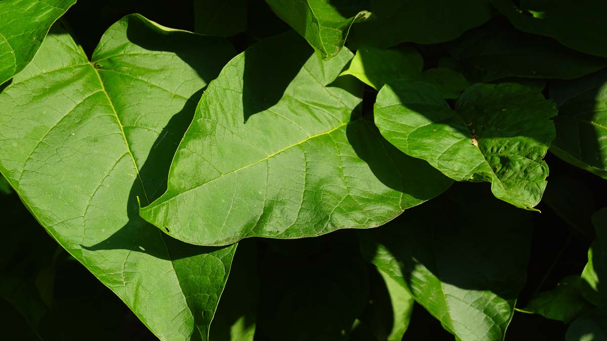 Catalpa bignonioides meerstammig / struik blad