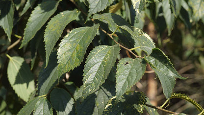 Celtis australis op stam blad