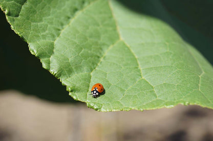 Catalpa ovata op stam biodiversiteit