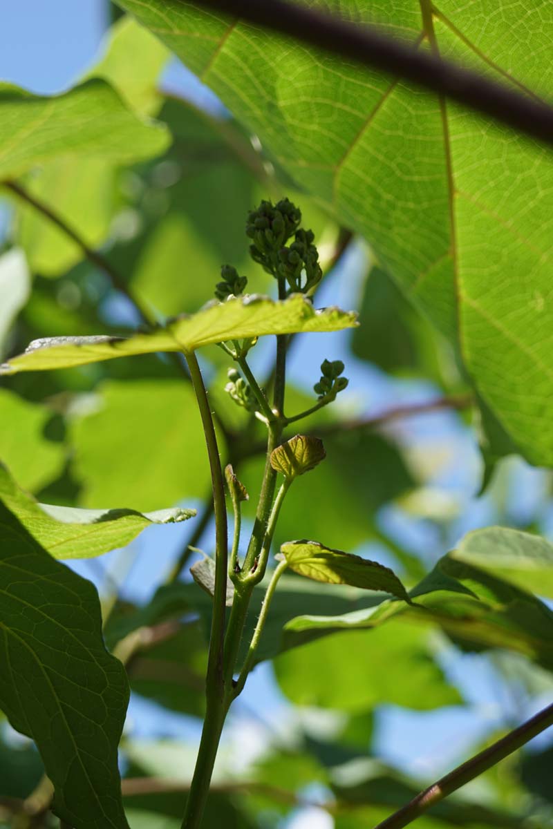 Catalpa ovata op stam blad