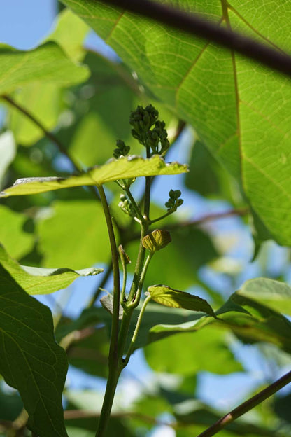 Catalpa ovata op stam blad