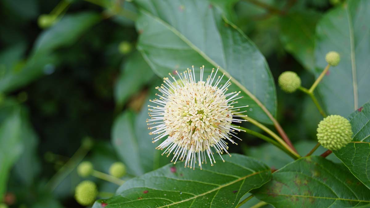 Cephalanthus occidentalis op stam bloem