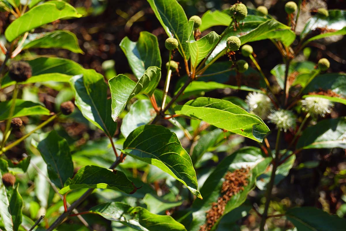 Cephalanthus occidentalis op stam blad