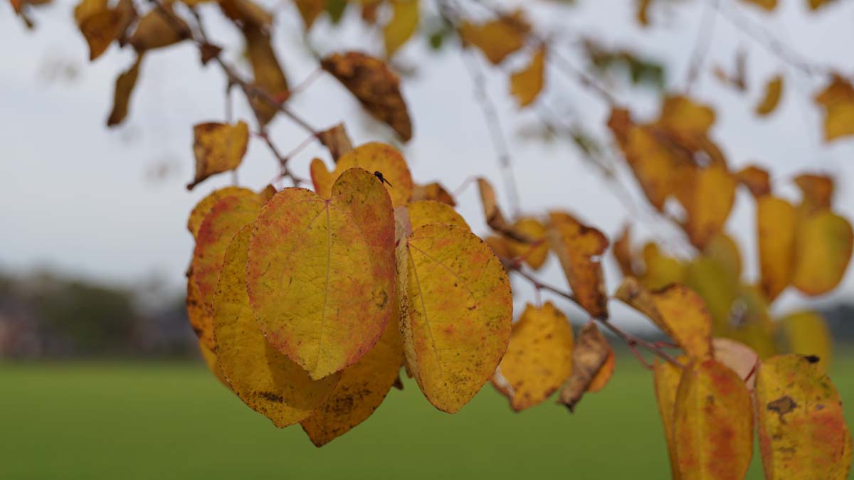 Cercidiphyllum japonicum dakboom herfstkleur