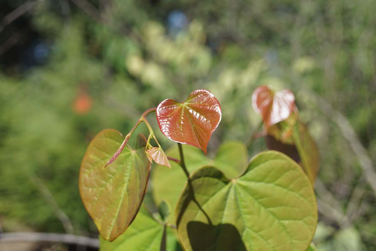 Cercis chinensis meerstammig / struik blad