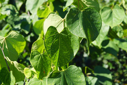 Cercis chinensis meerstammig / struik blad